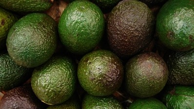 New Zealand government wants to unlock avocado potential