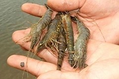 Better shrimp syndrome knowledge means tier-II producers can flourish