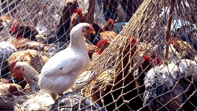 FAO calls for vigilance with avian influenza on the rise in China