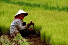 China's opaque approach to rice data is becoming a massive concern