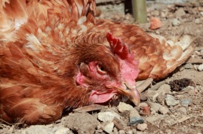 China's bird flu crisis has seen the country cull hundreds of thousands of chickens