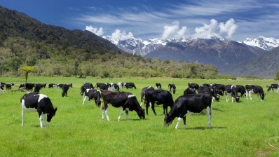A New Zealand dairy herd. Pic: iStock/pelooyen.