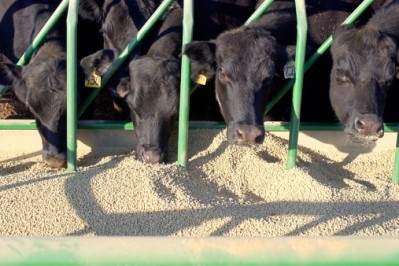 Grianfed beef exports from Australia to South Korea increased by nearly 25%
