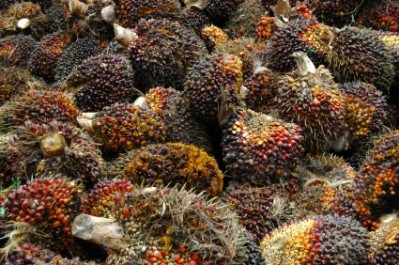 Around 52,000 tonnes of palm oil fruit will come from Thai smallholders