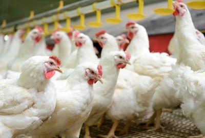 Poultry prices in China have dropped significantly following avian influenze outbreaks