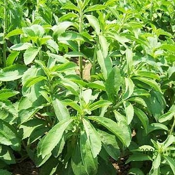 Stevia Corp enters research partnership to encourage cultivation in Vietnam