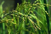 Vietnamese organic rice certification, opens global possibilities