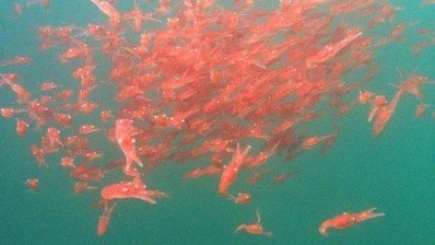 Aker given green light for krill supply in high-potential China market