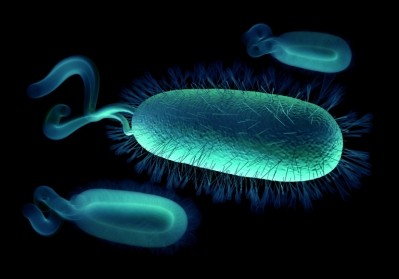 Campylobacter and Salmonella rates increased