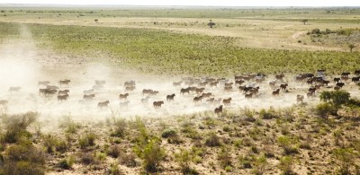 Rabobank said an end to drought in many cattle-producing regions would enable Australian producers to rebuild cattle herds