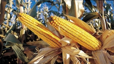 New corn policy could prompt shift in Chinese agri-production