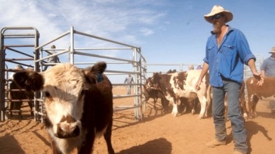 New Harvey Beef line to process only pampered cattle from WA
