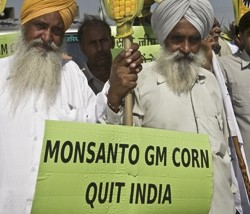 Haryana farmers demonstrate against GM corn trials