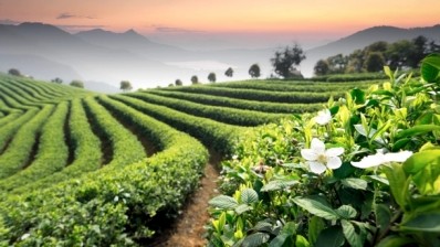 Tea genome: How a single leaf can produce so many flavours
