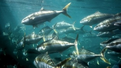 Global campaign marks the return of the Australian kingfish