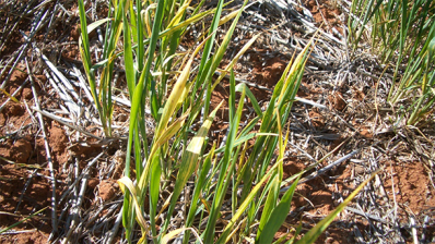 Wheat seeds are critical for the dissemination of wheat streak mosaic virus