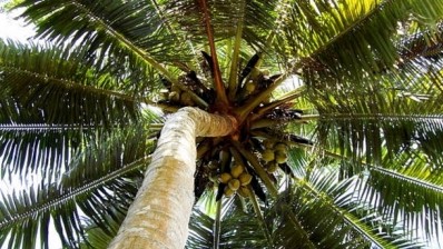 Multinationals unite to boost coconut supply chain in SE Asia