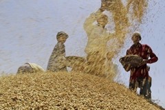 India rushes to export more of its vast wheat stock before rot sets in
