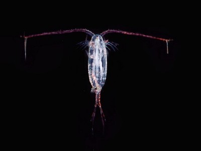 According to Salma et al, Calanus finmarchicus is “the most abundant crustacean in the North Atlantic Ocean with annual production of several hundred million tonnes. The total annual harvest amounts to less than 0.01% of the annual growth in accordance with regulations by Norwegian fisheries management.” Image: Uwe Kils