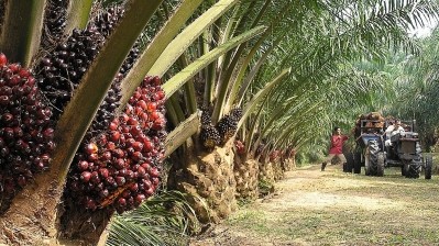 Ex-Greenpeace boss: FMCG firms will drive palm oil sustainability