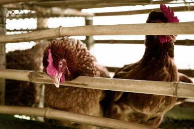 Poultry prices have dropped by 45% as Russia undercuts Kyrgyzstan's trade
