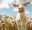 Moooving on up: Asian demand is driving Australian dairy industry growth