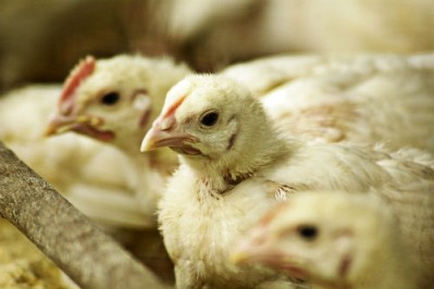 Iran has increased its poultry production by 12% year-on-year