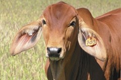 Heading to the polls with new genetic horn test for cattle
