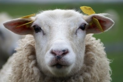 Scientists have completed the first sequencing of the complete sheep genome