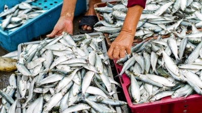 UAE fish safety scare was nothing more than rumours