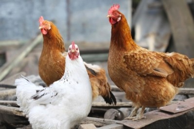 OSI set to become largest poultry producer in China