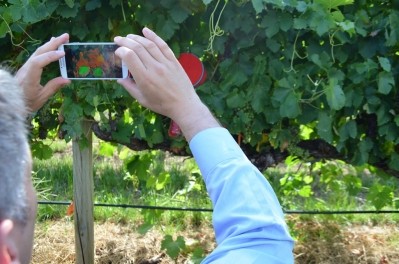 Australia app measures water stress of grapevines