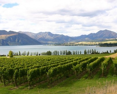 New study 'will boost earnings for New Zealand winegrowers'