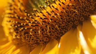 Domestic sunflower seed production has fallen by 35% this year