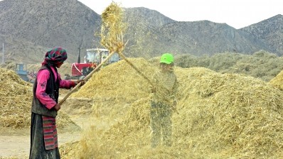 Tibet is the world's biggest barley producer
