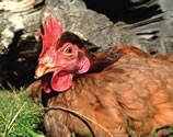 Australia chicken production set to rise 