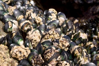 Opening the shell on a new mussel breed with better flavour and yield