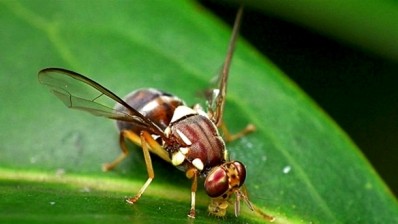 Tech centre will produce fruit fly drones to wipe out costly pest