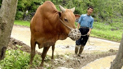China’s beef industry holds ‘great potential’ for investors