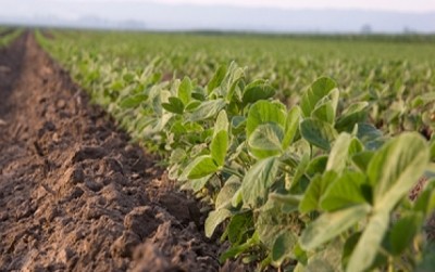 Responsible soy sourcing: China could be about to enter the fray, says ProTerra