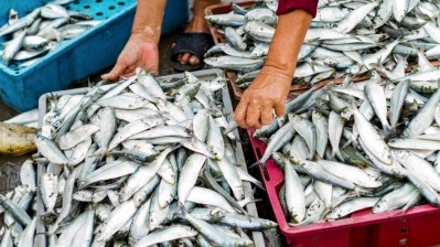 Malaysian certifier to help with upgrade at 100 Egyptian fish farms
