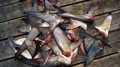 Public support leads NZ gov't to push through total shark fin ban