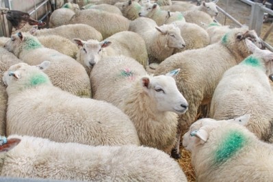 High prices for wool will help the sheep sector in 2017