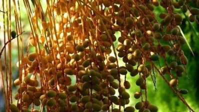 UAE date palm to be given UN honour