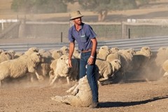 Aussie lamb exports hampered by high tariffs 
