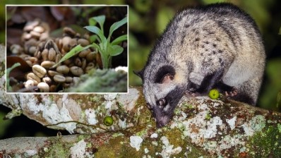 Indian start-up's new civet dung coffee is no flash in the pan