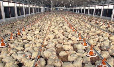 CP Foods believes Thai poultry could be even bigger if the industry addressed labour issues