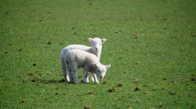 Lamb slaughter weight is expected to remain static, albeit with growth potential