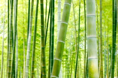What does bamboo taste like? 