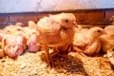 Domestic broiler chickens are big business for China